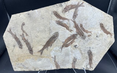 Fossil matrix - Lycoptera - 37 cm - 25 cm