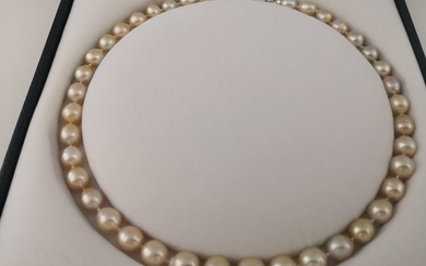 Golden south sea pearls - Necklace