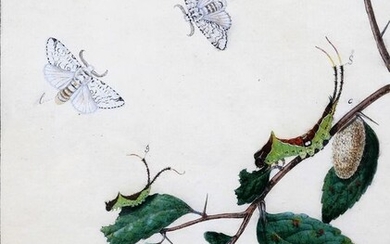 H. J. Scheller - Studies of butterflies