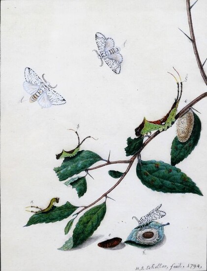 H. J. Scheller - Studies of butterflies