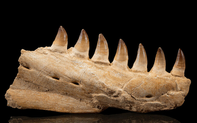 Mosasaur Jaw Section with Teeth Prognathodon sp. Late Cretaceous...