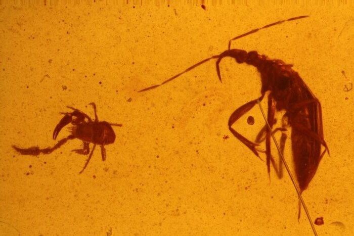 Rarity predator bug and pseudoscorpion from the DINO period - EmesinaeCheliferidae