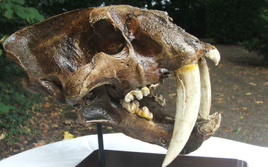 Replica Saber-toothed Cat - Skull - Smilodon - 230×190×300 mm