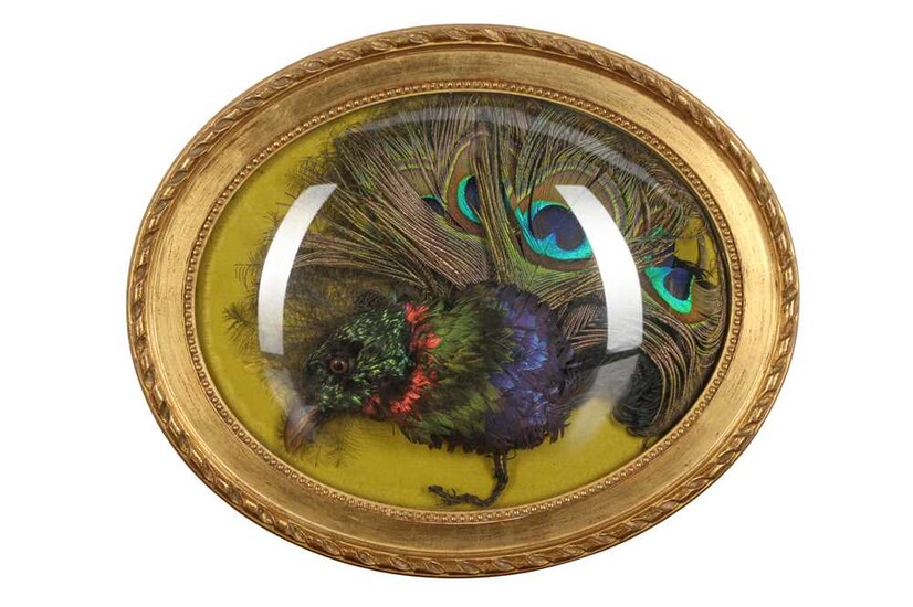 TAXIDERMY: AN EXOTIC BIRD HEAD AND FEATHERS IN WALL DOME