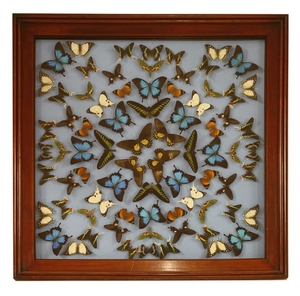 TROPICAL BUTTERFLIES, modern, a stunning collection of tropical butterflies mounted in a large ...