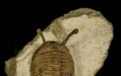 Trilobite - Stalk-Eyed Asaphus kowalewskii