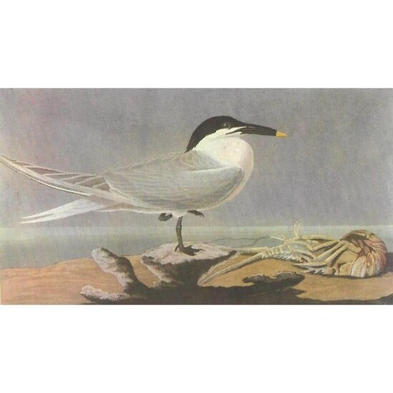 c1946 Audubon Print, #279 Cabot's Tern