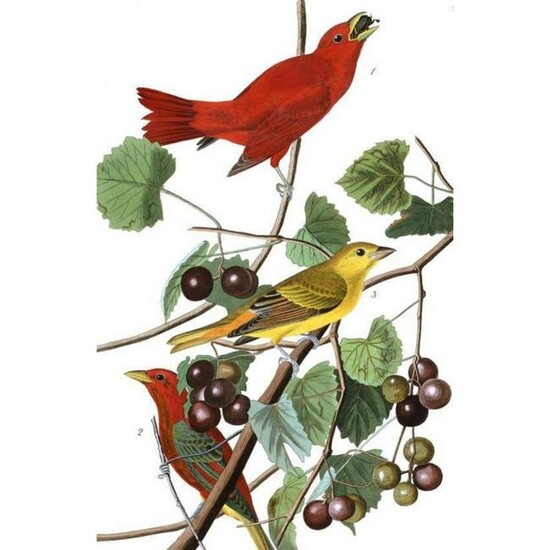 c1946 Audubon Print, #44 Summer Tanager