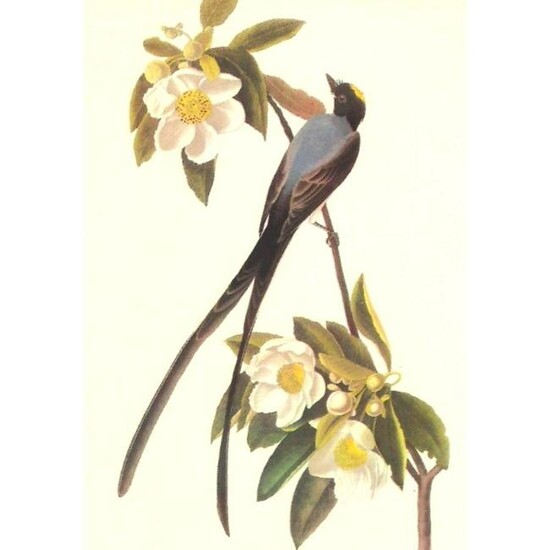 c1950 Audubon Print, Fork-Tailed Flycatcher