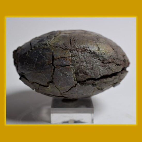 rare dinosaur egg - shell preservation all around - without matrix - Hadrosaurier - 15×15×8.5 cm
