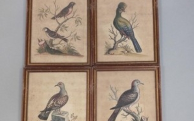 Four Framed George Edwards Ornithological Engravings