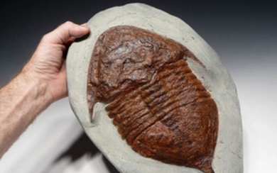 Large Asaphid trilobite fossil, Ordovician Period