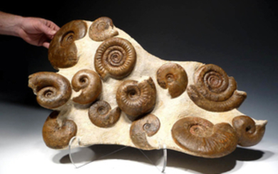 Large Middle Jurassic Ammonite group, Middle Jurassic