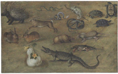After Joris Hoefnagel (Antwerp 1542-1600 Vienna), Studies of a gourd and various animals