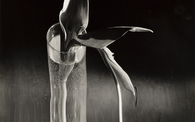 ANDRÉ KERTÉSZ (1894-1985) Melancholic Tulip.