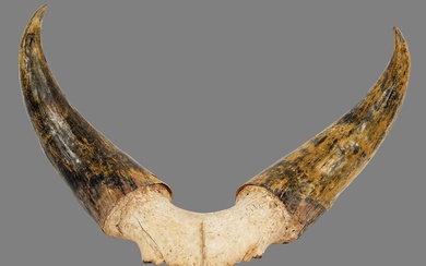 Antlers/Horns: A Set of Kankrej Bull Horns (Bos (primigenius) indicus),...