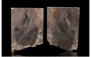 Dinosaur Footprint (Positive/Negative) Grallator sp. Early Jurassic Portland Formation...
