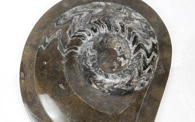 Marble Ammonite Sculpture Slab