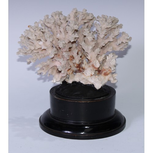 Natural History - a large finger coral specimen, 23cm wide, ...
