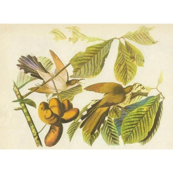 c1946 Audubon Print, #2 Yellow-Billed Cuckoo