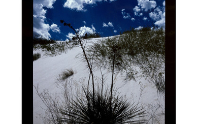 LUCIEN CLERGUE ( 1934 - 2015 ) , Yuccas, White Sands 1985 Vintage Cibachrome color print. Signed, titled, dated and 3/3 on the verso. 19.69 x 13.19 in....