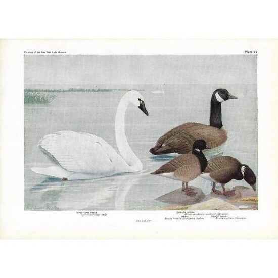1936 Pearson Birds, Canada Goose, Whistling Swan, Brant