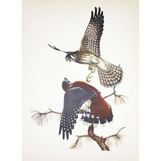 1950 Menaboni Print, Sparrow Hawk