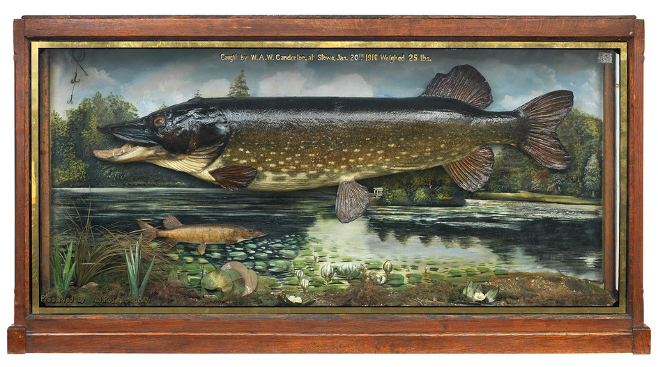 An impressive double cased Pike in a large decorated glazed cabinet