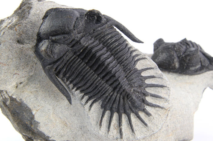 Fine Devonian Trilobite - On matrix - Mrakibina cattoi - 53×63×120 mm