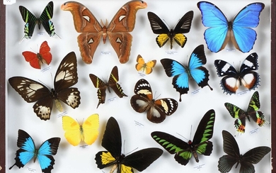 Grand coffret de Papillons des 5 continents: Dont Morpho.Papilio Urania, Attacus, Ornithoptera, Troides, Trogonoptera et...