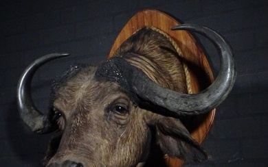 Large Cape Buffalo Taxidermy wall mount - Syncerus caffer - 93 cm - 88 cm - 90 cm - non-CITES species