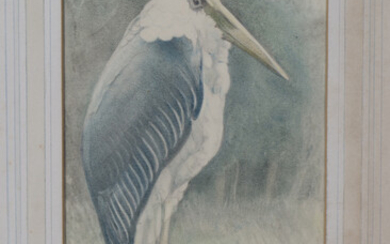 Lilian Andrews - 'The Adjutant Stork', pencil and pastel on vellum paper laid on board, si