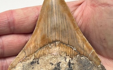 Megalodon tooth 11,0 cm - Fossil tooth - Carcharocles megalodon