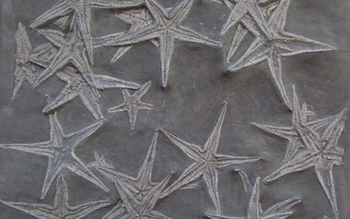 Mortality plate - astropecten martis - étoile de mer fossile - 40×40×5 cm