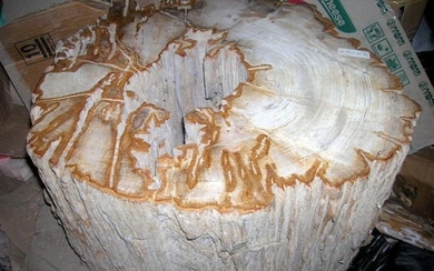Petrified Wood - large section - Dipterocarpus sp. - 28×36×44 cm