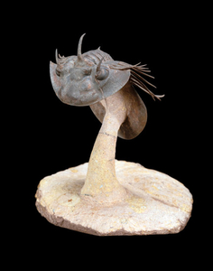 Spiny Scutellid Trilobite