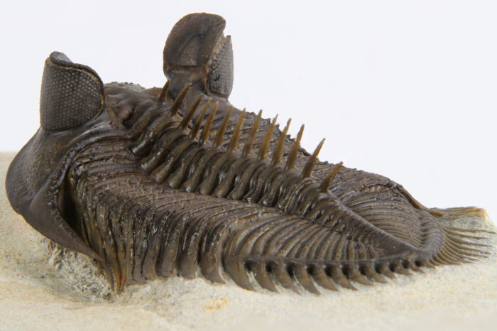 Uncommon large-eyed Fossil - Trilobite on matrix - Erbenochile erbeni- 5.5 cm - 50×30×10 mm