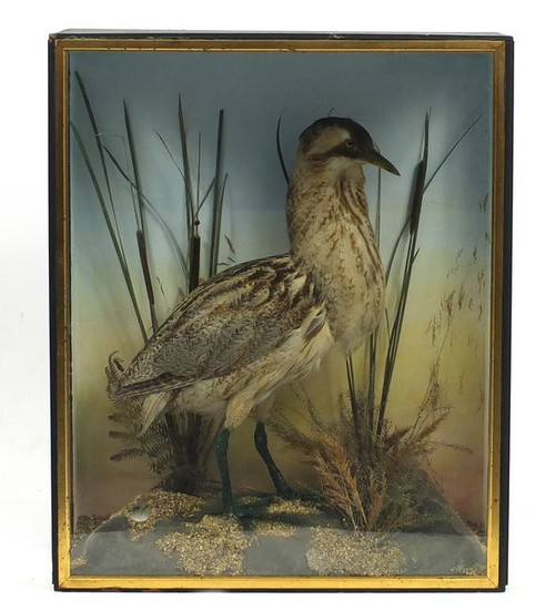 Victorian taxidermy glazed display of a Great Bittern