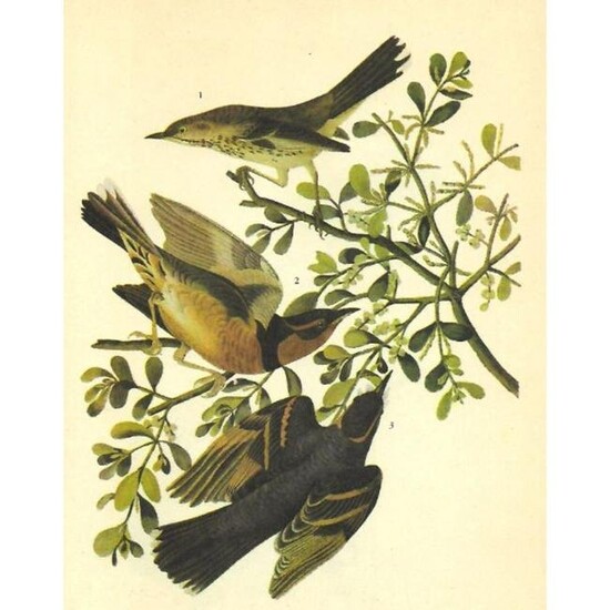 c1946 Audubon Print, #369 Thrasher and Thrush