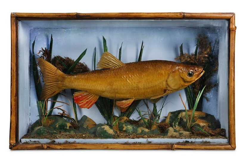 TAXIDERMY: A LATE 19TH / EARLY 20TH CENTURY FISH...