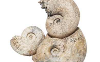 AN AMMONITE GROUP, TIMOR, INDONESIA