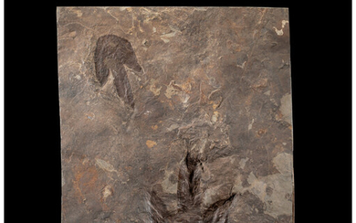 Dinosaur Trackways Eubrontes giganteus & Grallator sp. Early Jurassic...