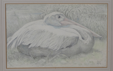 Lilian Andrews - 'Pelican Resting', pencil and pastel on vellum paper laid on board, signe