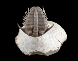Lobopyge Trilobite