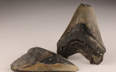 Lot of 2 Fossilized Megalodon Shark Tooth Teeth