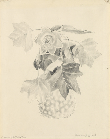 MARGUERITE ZORACH Flowers of the Tulip Tree. Pencil on paper, 1932. 485x385 mm;...