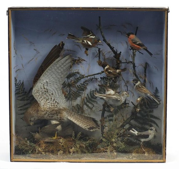 Victorian taxidermy glazed display of birds in