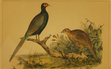 William E. Hitchcock, American c.1824-c.1880- Ornithological illustrations; hand-coloured lithographs, six, from the Narrative of the expedition of an American squadron to the China Seas and Japan, max. 26.5 x 19.5 cm: together with eight...