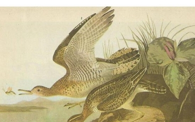c1946 Audubon Print, #303 Upland Plover