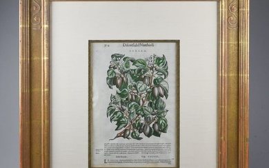 16thC Botanical Print by Pietro Andrea Matthioli